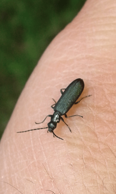 Dasytidae : Aplocnemus sp.? No Oedemeridae, Ischnomera sp.